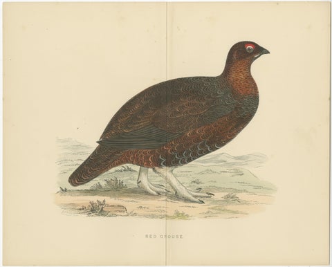 Set of 2 Antique Prints of a Black Grouse and Red Grouse 'with Centre Fold', view 3