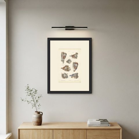 The Muscles of the Eyeball, Antique Hirschfeld Anatomy Print, 1866, shown framed on a wall