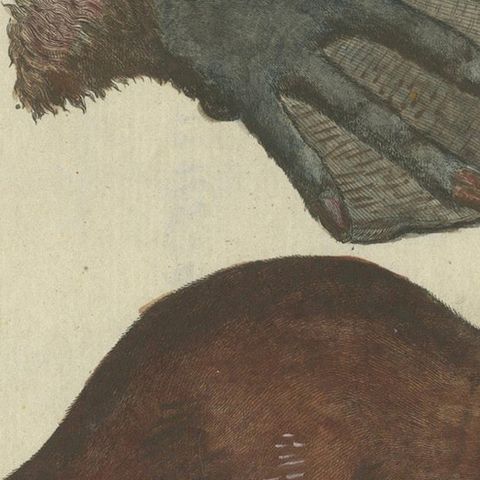 Antique Handcolored Engraving of Beaver and Webbed Appendages, c.1800, close-up 5