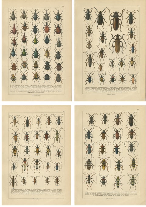 Antique Longhorn Beetle Chromolithographs, European Cerambycidae, Calwer 1893