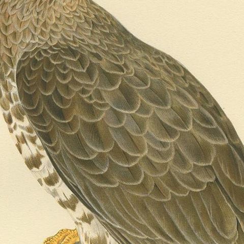 Antique Bird Print of the Honey Buzzard by Von Wright, 1929, close-up 2