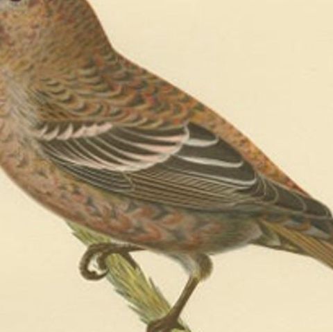 Antique Bird Print of The Pine Grosbeak by Von Wright, 1927, close-up 2