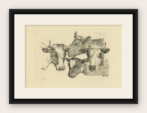 Etching of Four Cow Heads: Detailed Farm Animal Study by Oberman, 1809, shown framed