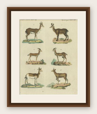 Original Hand-Colored Antique Print of various Antelope Species, circa 1820, shown framed
