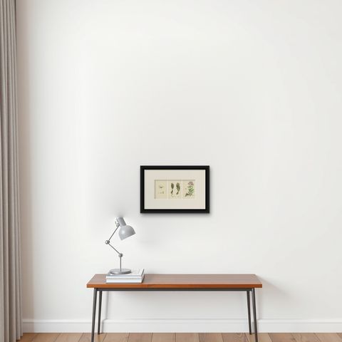 Botanical Engravings of Mossy Tillaea, Rose-root, and Broad-leaved Orpine, 1902, shown framed on a wall