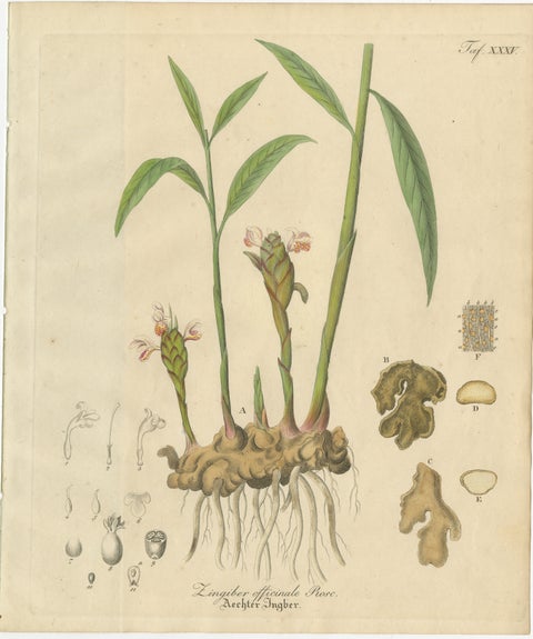 Antique Ginger Botanical Print, Zingiber Officinale, c.1831, view 2