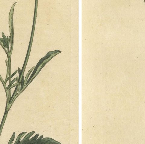 Set of 2 Antique Botany Prints - Sweet Scabious - Purple-Headed Garlic, close-up 2