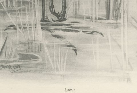 Grey Heron at the Water, Antique Bird Print after Lilian Medland, circa 1909, close-up 1