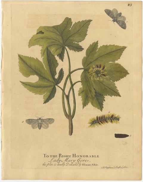 Antique Entomology Print, English Insects on Oak, Willow & Elm, Albin 1720, view 7