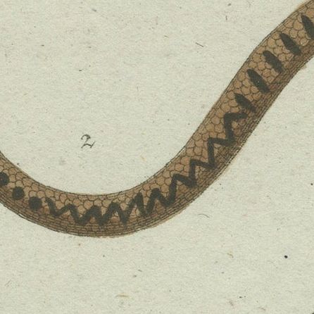 Venom & Vibrance: A Study of European Vipers & North American Copperheads, 1780, close-up 3