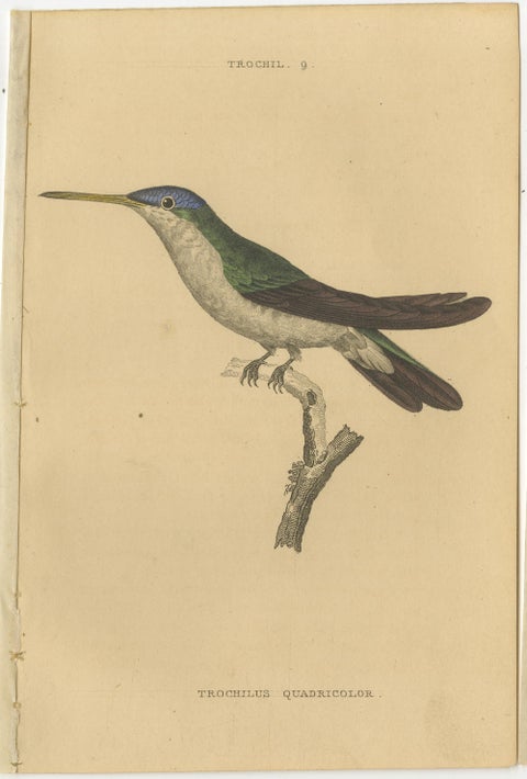 Hummingbird Bird Prints, Handcolored Fiery-Tailed Hummingbirds by Jardine, 1837, view 9