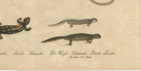Antique Salamander & Reptile Lithograph by Karl Joseph Brodtmann, 1816, close-up 6