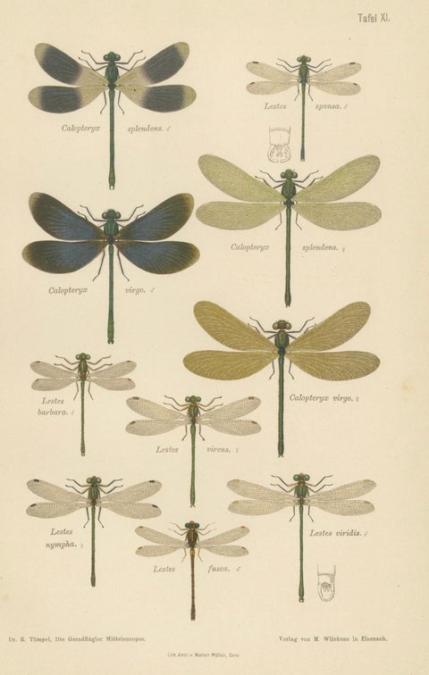 Calopteryx & Lestes Damselfly Lithograph from Die Geradflügler, 1908, close-up 1