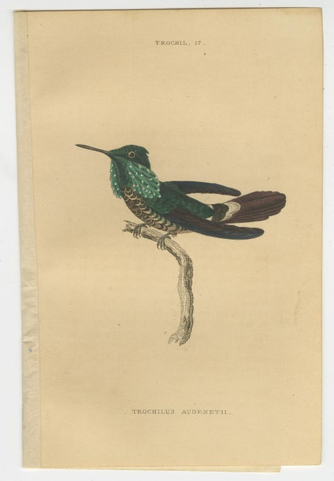 Set of 8 Antique Bird Prints, Violet-Tufted Hummingbird, by Jardine '1837', view 6