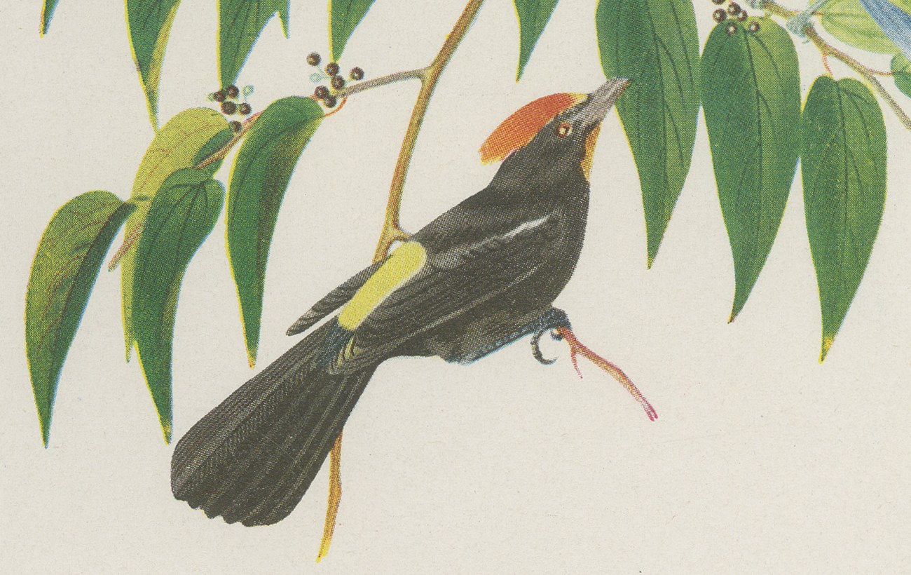 Tanagers on a Fruiting Branch, Brazilian Bird Print, Descourtilz, 1944, view 5