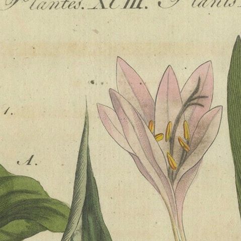 Elegant 1805 Hand-Colored Botanical Engraving of Bulbous Plants from Bertuch, close-up 4