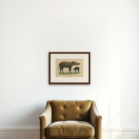 Rare Exotic Animal Print, Bornean Bearded Pig, Hand-Coloured, 1839, shown framed on a wall