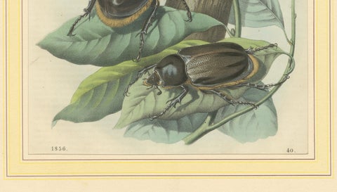 1856 Hand-Colored Lithograph of Rhinoceros Beetles, Exotic Coleoptera, close-up 1