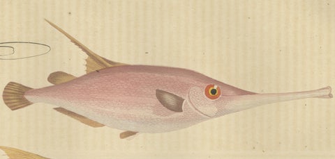 Underwater Elegance: Razorfish and Shrimpfish - A Marine Engraving Study, 1845, close-up 1