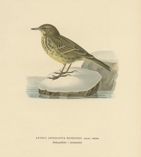 Antique Bird Print of the Water Pipit by Von Wright '1927', view 4