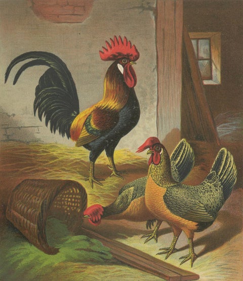 The Regal Partridge Italian Chicken - A Rare 19th Century Poultry Lithograph, close-up 5