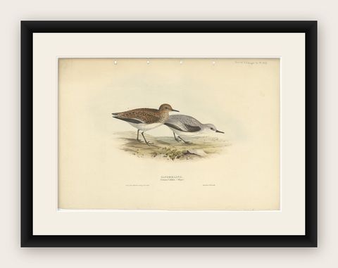 Antique Bird Print of The Sanderling by Gould, 1832, shown framed