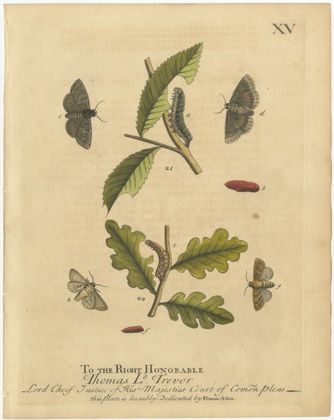 English Moths & Caterpillars, Buff-tip, Winter Moth & Allies, Albin 1720, view 4