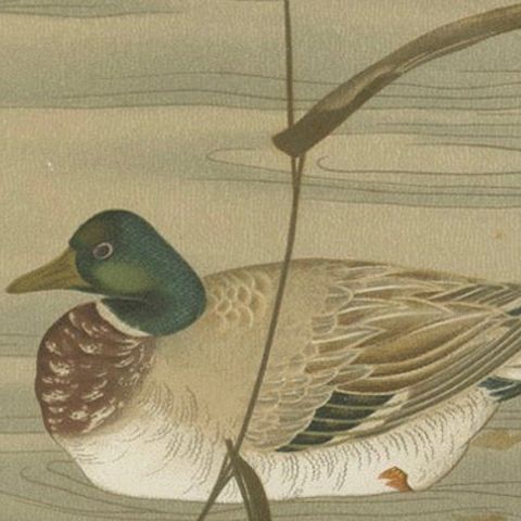 Antique Japanese Waterfowl Print: Tranquil Duck in Reeds, 19th Century, close-up 6