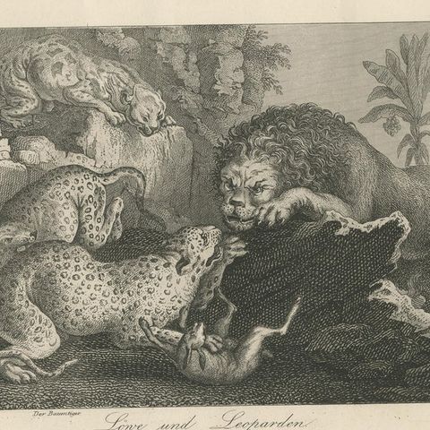 Antique Print with Nine Illustrations of Various Lions and Leopards, close-up 2