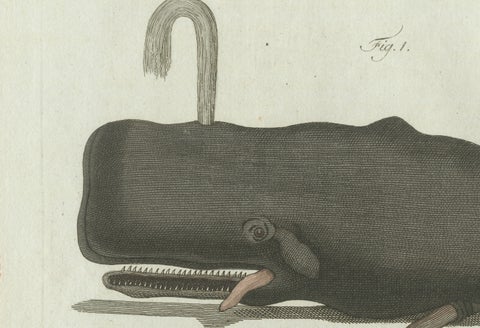 Original Antique Print of Two Sperm Whales by Bertuch, c. 1800, close-up 5