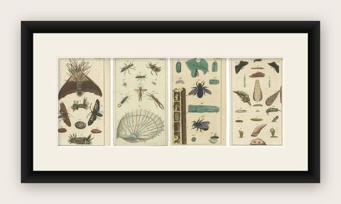 Rare Antique Natural History Prints: Fascinating Insects and Life Cycles, 1832, shown framed