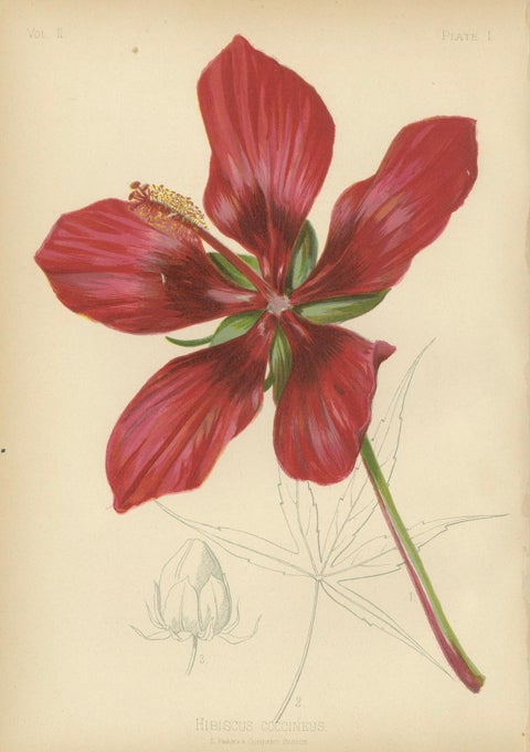 Scarlet Rosemallow from The Native Flowers and Ferns of the United States, 1879, close-up 3