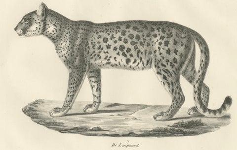 19th-Century Lithograph of the Leopard in a Graceful Standing Pose, close-up 2