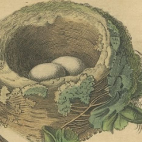 Antique Frontispiece with the Nest and Eggs of Hummingbirds, 1837, close-up 2