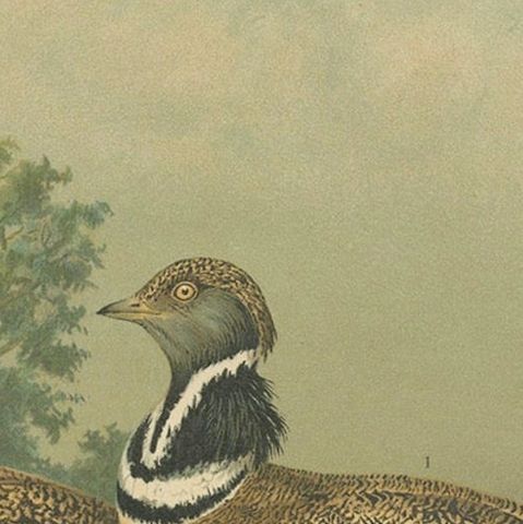 Little Bustards in 19th Century Landscape, Antique Ornithology Bird Print, close-up 6