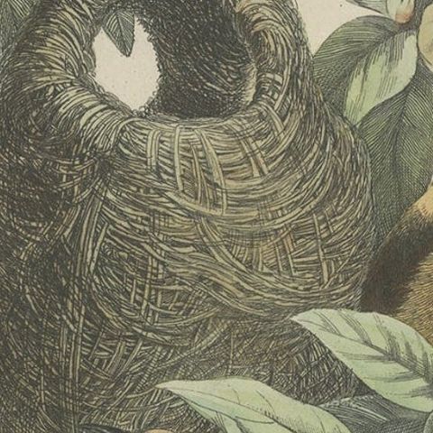 Antique Print of Tit Species with Nest, 1854, close-up 3