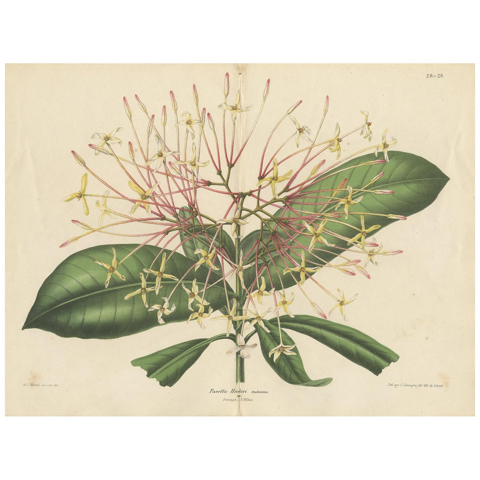 Antique Botany Print of the Ixora Hookeri Plant by Oudemans, circa 1865