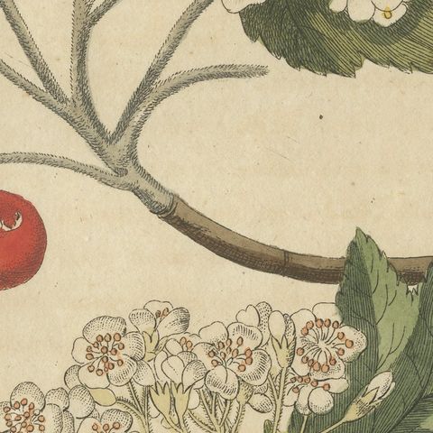 Whitebeam and Wild Service Tree in Blossom, Antique Bertuch Print, circa 1815, close-up 4