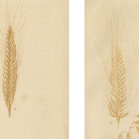 Antique Wheat and Rye Botanical Prints, Agricultural Study, Germany 1852, close-up 1
