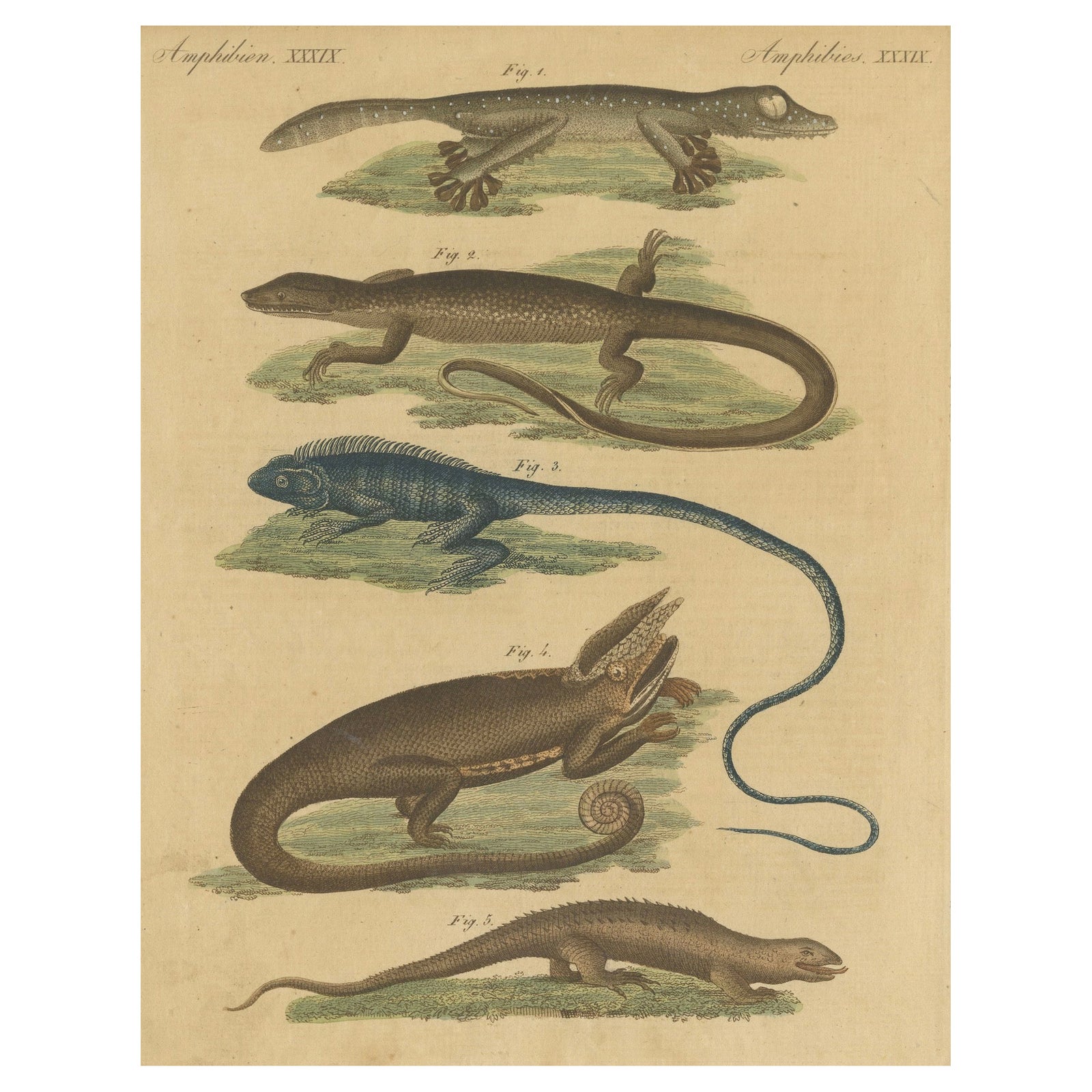 Antique Handcolored Engraving of Lizards and Amphibians, c.1800