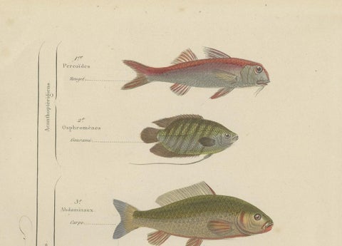 Antique Hand-Colored Print of Various Fishes, incl Merlin, Carper, Gourami, 1854, close-up 1