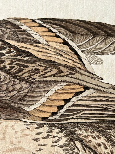 Anas acuta foemina, Northern Pintail Female with Egg by Nozeman & Sepp, 1789, view 3