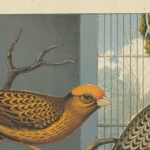 Antique Bird Print of the Lizard Canaries Golden Spangled and Others, circa 1880, close-up 1