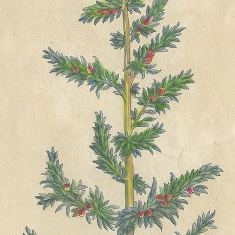 Antique Botany Print of a Parietaria Species by Martyn 'circa 1730', close-up 1