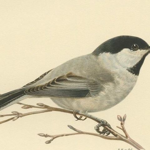 Decorative Original Antique Bird Print of The Willow Tit, 1927, close-up 3