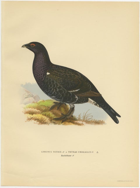 Antique Bird Print of the Black Grouse 'Male' by Von Wright, 1929, view 3
