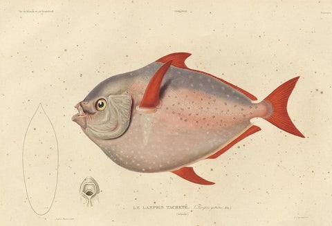 Old Fish Print Named Opah, Cravo, Moonfish, Kingfish or Jerusalem Haddock, 1842, close-up 1