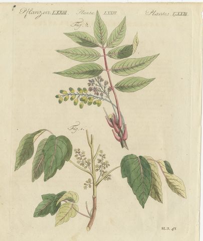 Poison Ivy and Poison Sumac, Antique Bertuch Print, circa 1805