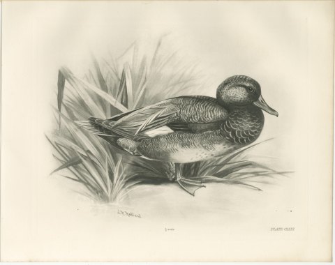 Gadwall Drake among Reeds, Plate CLXXI after Lilian Medland, c. 1909, view 2