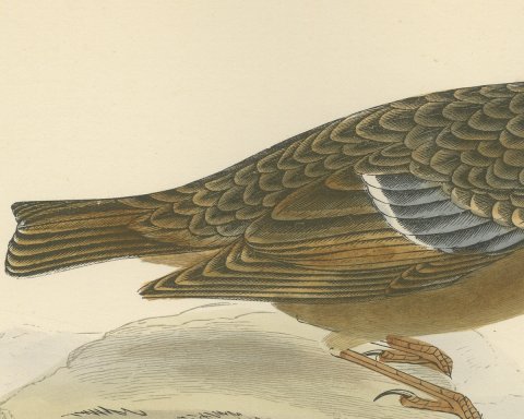 Alpine Warbler or Alpine Accentor on a Rock, Hand Colored Print, 1896, close-up 2